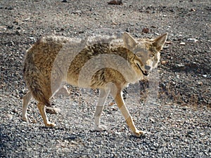 Coyote hunting in the Death Valley