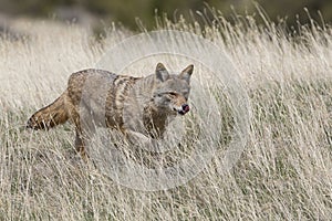 Coyote hunting for food in prairie