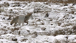 coyote hunting in a meadow with autumn snow at yellowstone