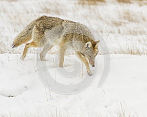 Coyote hunting for mice during winter