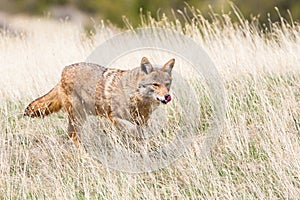 Coyote hunting in Oklahoma plains photo