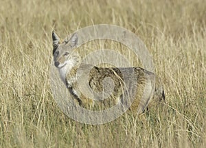 Coyote hunting on the Pawnee Grasslands