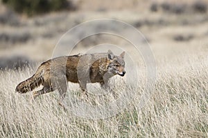 Coyote hunting on the prairie