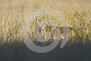 Coyote hunting in the prairie grass