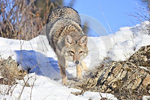 Coyote hunting for prey photo