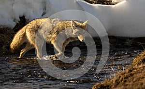 Coyote hunting in river in winter at Yellowstone