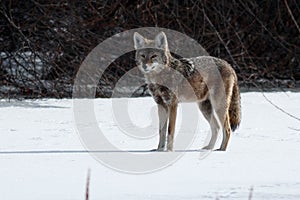 Coyote hunting in the snow