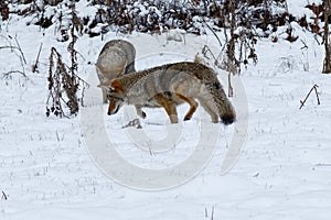 Coyote hunting in the snow in Yosemite Valley