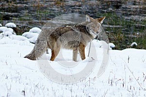 Coyote hunting in the snow in Yosemite Valley