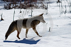 Coyote hunting in the snow in Yosemite Valley