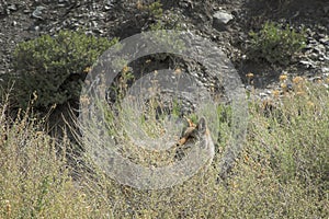 Coyote Hunting in Tall Native Vegetation