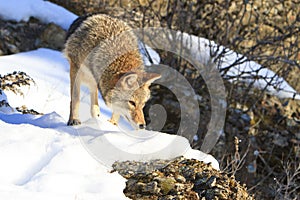 Coyote hunting during the winter