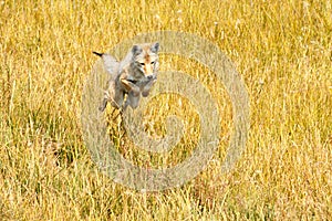 Coyote jumping and hunting