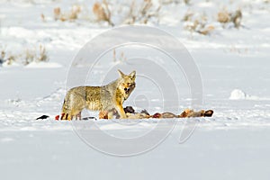 Coyote At Kill photo