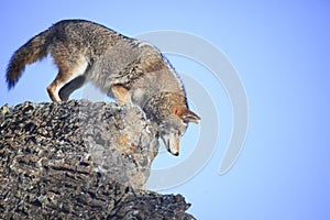 Coyote on a ledge