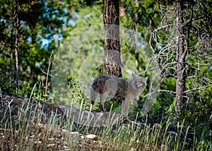 Coyote Looking Back