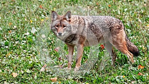 Coyote Looking at the Camera