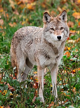 Coyote Looking at the Camera