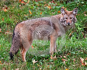 Coyote Looking at the Camera