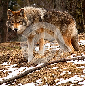 Coyote Looking at the Camera