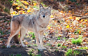 Coyote Looking at the Camera