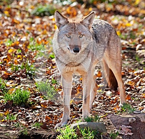 Coyote Looking at the Camera