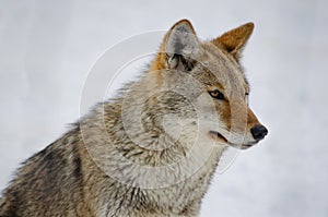 Coyote