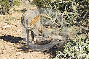 Coyote looking for mice in scrub