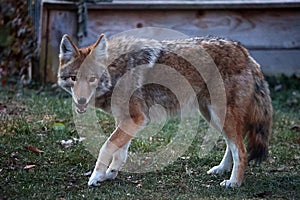 Coyote Looking Straight Ahead - Canis latrans