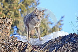 Coyote looking for vole on rocky ledge