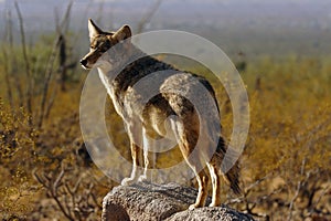Coyote Lookout