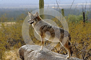 Coyote Lookout in Desert