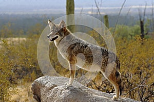 Coyote Lookout in Desert photo