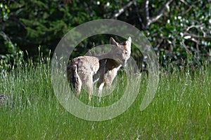 Coyote looks around and standing in high grass / Canada - Banff Nationalpark
