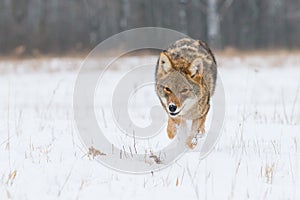 Coyote low angle photograph
