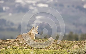 Coyote lying on hill in springtime