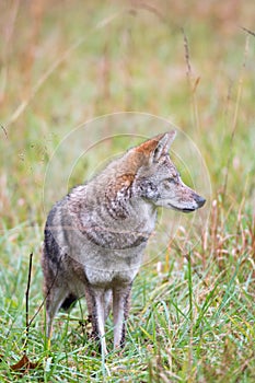 Coyote in a meadow