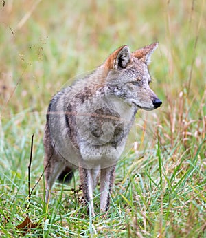 Coyote in a meadow