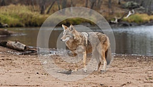 Coyote on Minnesota riverbank