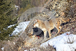 Coyote on mountainside
