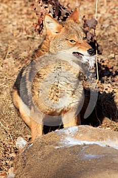 Coyote with mouthful of hair