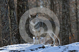 Coyote in nature during winter