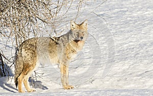 Coyote next to shrub with white snow meadow in winter