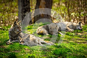 Coyote Pack Resting and Sleeping in Forest photo