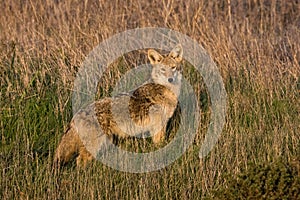 A Coyote Pause To Observe Us