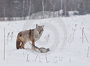 Coyote with pheasant