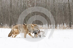 Coyote With Pheasant