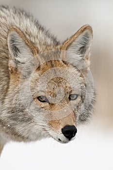 Coyote Portrait