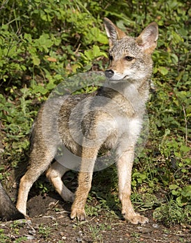 Coyote Portrait