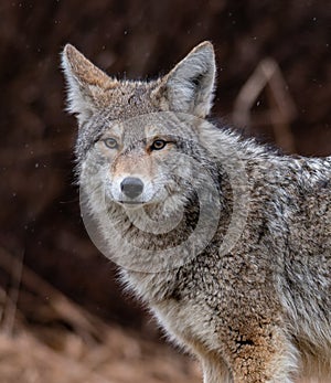 Coyote Portrait in Canada